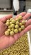 Long Baits - BaseMix Poppis E.C.O 16mm
