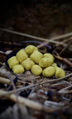 Long Baits - Citrella Boilies Kissenform