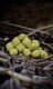 Long Baits - Citrella Boilies Kissenform
